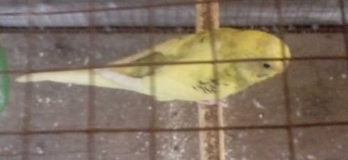 sell birds No cell