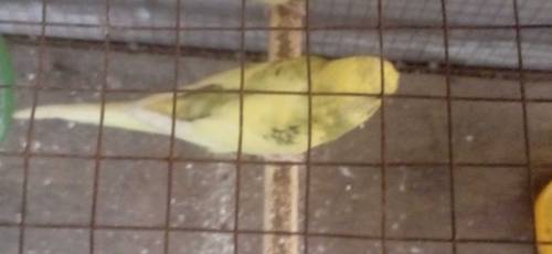 sell birds No cell