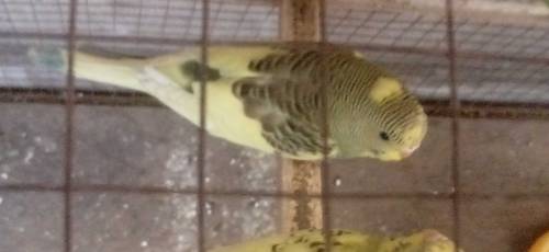 sell birds No cell