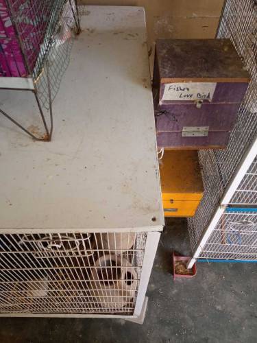 brids colony