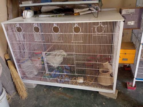 brids colony