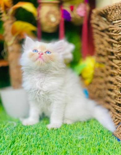 Persian female cat with triple coated hairs