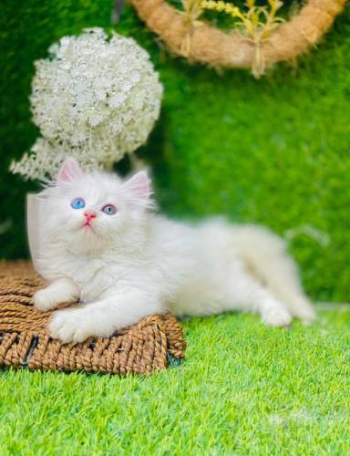 Persian male white kitten with triple coated hairs 
