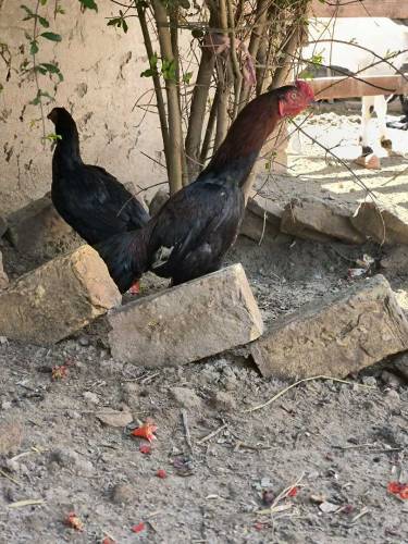 aseel murgha for sale