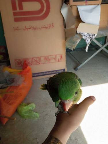 raw chicks for sale 