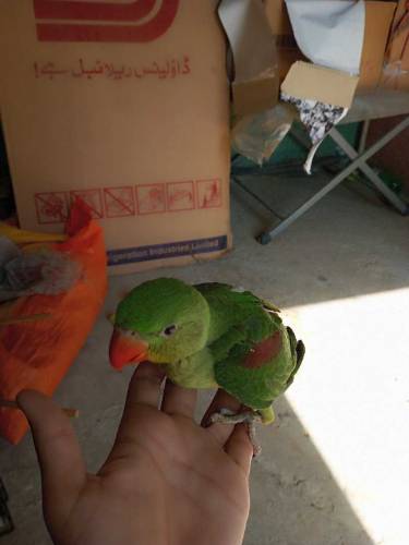 raw chicks for sale 
