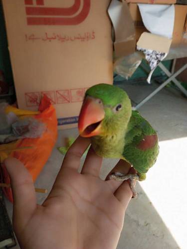 raw chicks for sale 