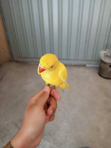 raw chicks for sale 