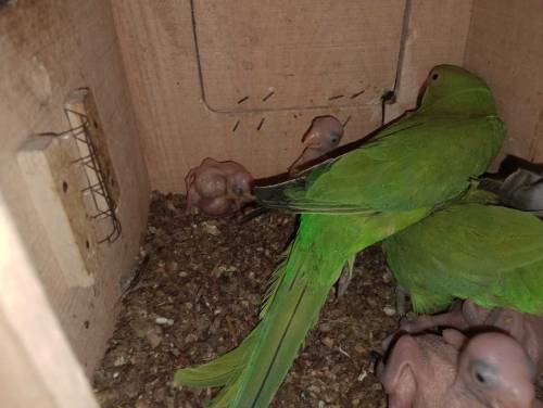 green parrot with 5 chicks