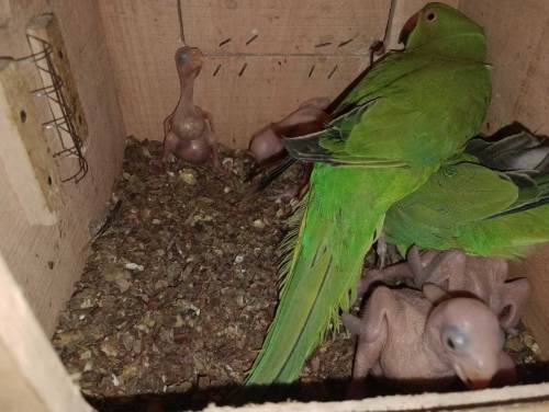 green parrot with 5 chicks