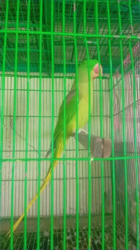 Raw parrot breeder 