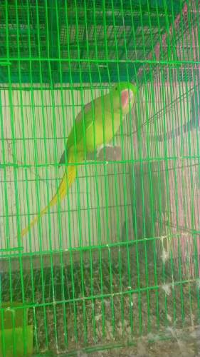 Raw parrot breeder 