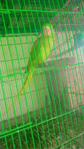 Raw parrot breeder 