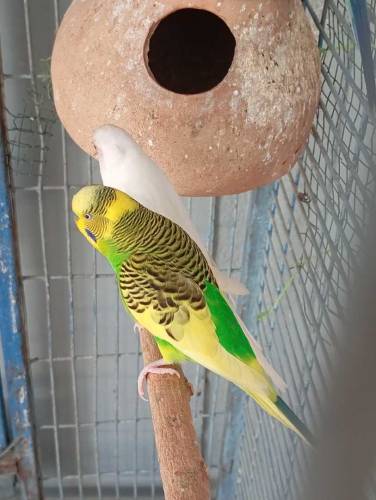 Budgies parrot( WhatsApp)03151099636