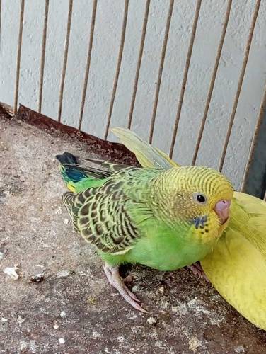 Budgies parrot( WhatsApp)03151099636