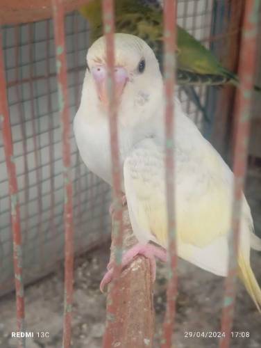 Budgies parrot( WhatsApp)03151099636