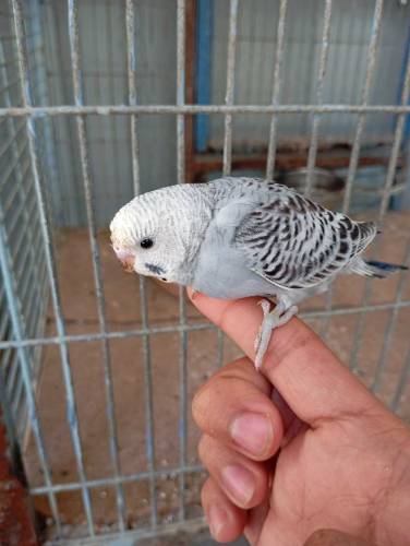 Budgies parrot( WhatsApp)03151099636