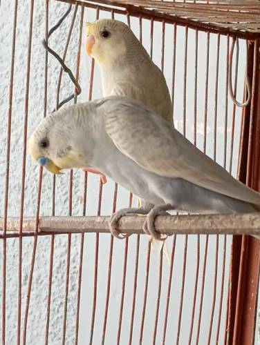 Budgies parrot( WhatsApp)03151099636