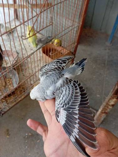 Budgies parrot( WhatsApp)03151099636