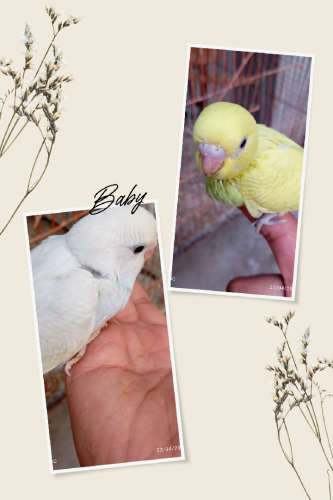 Budgies parrot( WhatsApp)03151099636