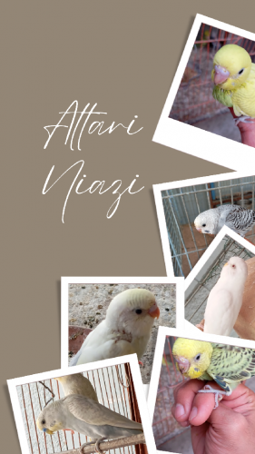 Budgies parrot( WhatsApp)03151099636