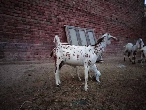 Female Goat with 2 baby 