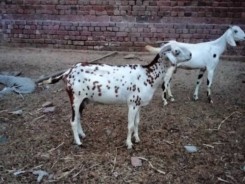 Female Goat with 2 baby 