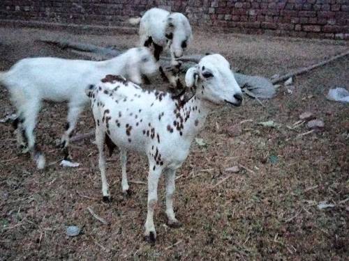 Female Goat with 2 baby 