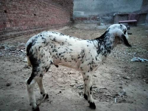 Female Goat with 2 baby 