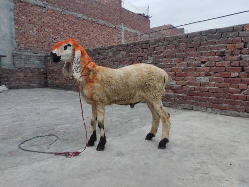  chatra h qurbani k liye 