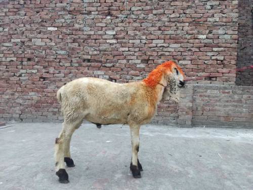  chatra h qurbani k liye 