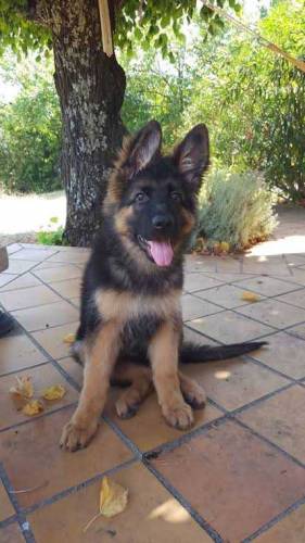 German shepherd puppies available for sale 