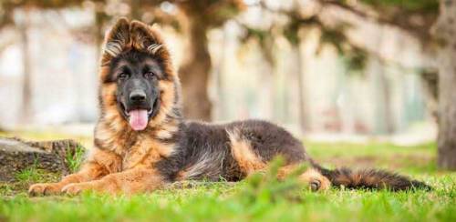 German shepherd puppies available for sale 
