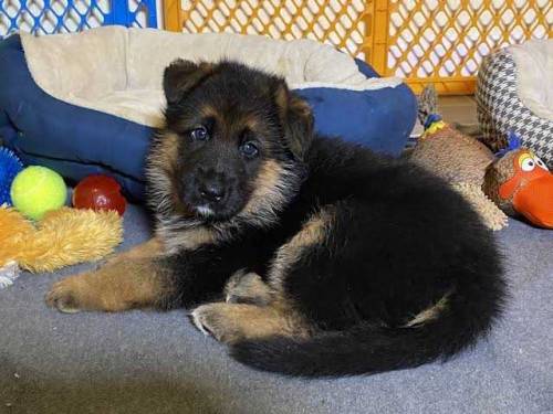 German shepherd puppies available for sale 
