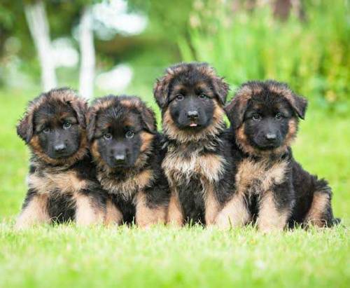 German shepherd puppies available for sale 