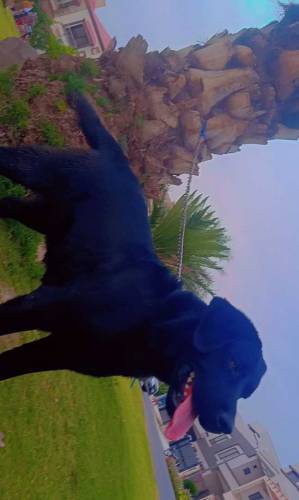 Black lab male for stud