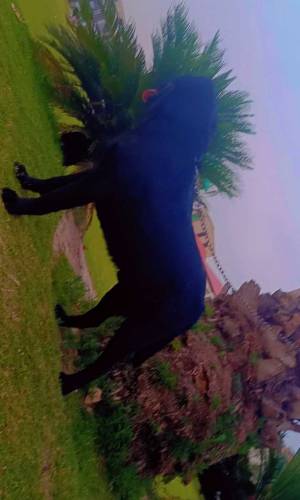 Black lab male for stud