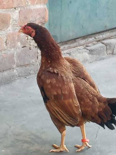 mianwali fimale