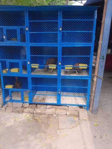 cage for sale price difrent ha lany wala rabta kry whatsp ase number p