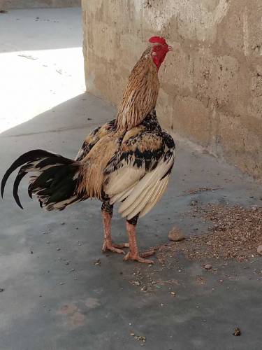  murga