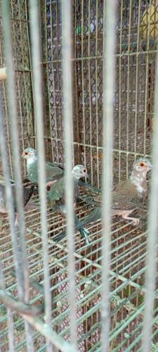 Dove Diamond pied