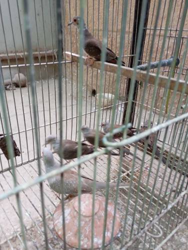 Dove Diamond pied