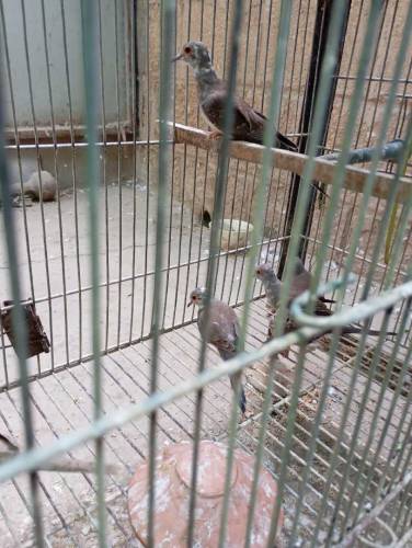 Dove Diamond pied