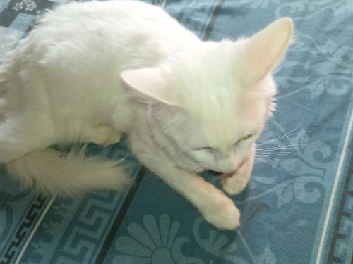 Turkish van Cat