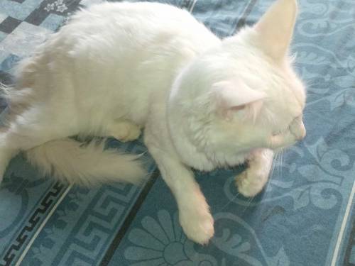 Turkish van Cat