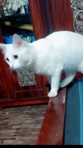 Turkish van Cat