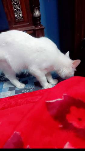 Turkish van Cat