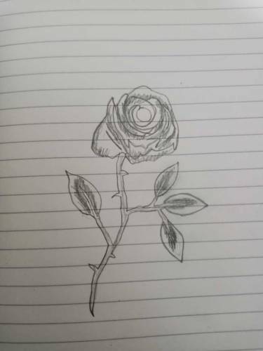 Flower sketch 