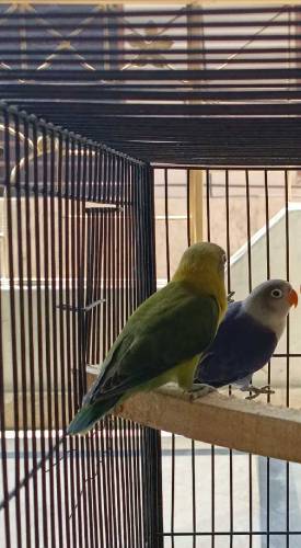 lovebirds pair/hogoromo budgies pair with cage 