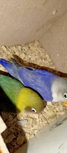 lovebirds pair/hogoromo budgies pair with cage 
